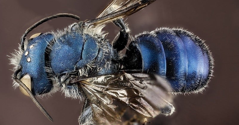 Considérées comme éteintes, plusieurs abeilles bleues ont été découvertes en Floride