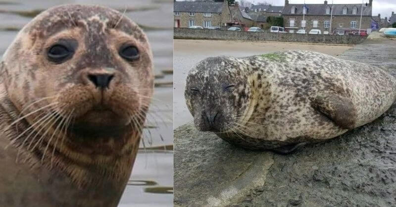 Joséphine, le phoque « mascotte de la Rance », a été retrouvée morte dans les Côtes-d'Armor