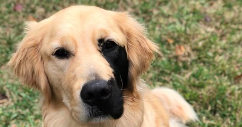 Ce golden retriever est né avec une adorable tache noire sur le visage