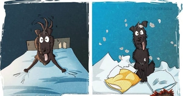 Cette BD raconte de manière drôle et touchante ce que l'adoption d'un animal trouvé en  refuge peut faire à votre vie