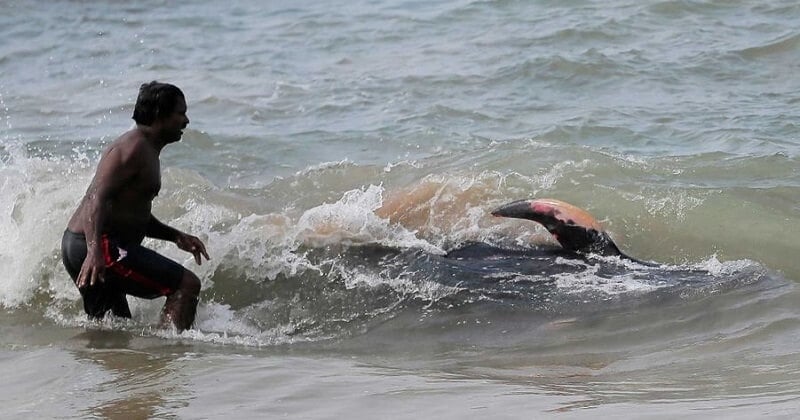 Pendant toute une nuit, des bénévoles ont sauvé 120 dauphins-pilotes échoués sur une plage du Sri Lanka