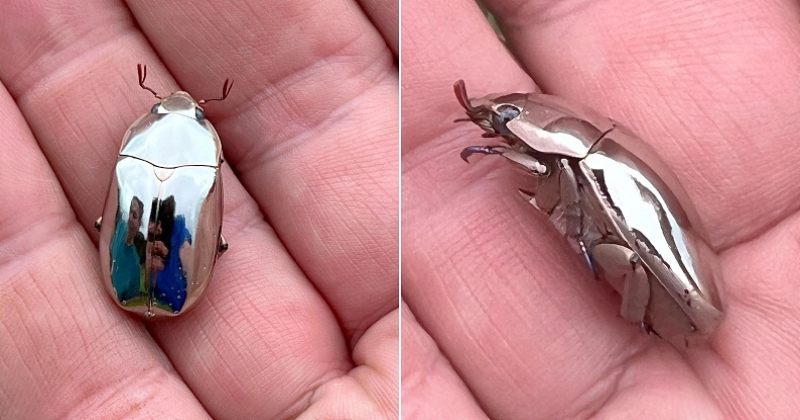 Costa Rica : il découvre dans son jardin un scarabée très rare ressemblant à un miroir