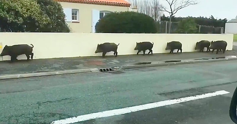 En Vendée, des sangliers ont été filmés en train de déambuler en pleine ville 