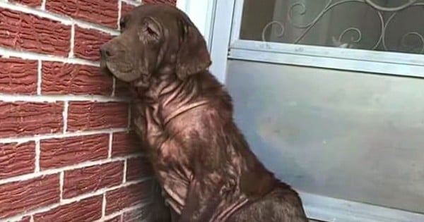 Regardez l'incroyable transformation de ce chien abandonné lorsqu'on lui donne enfin un peu d'amour et d'affection... La vidéo la plus émouvante qui m'ait été donnée de voir aujourd'hui !