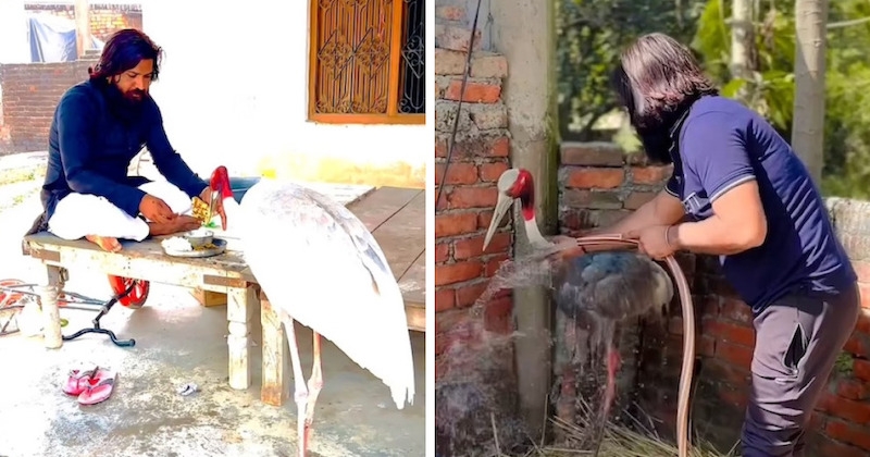 Une grue sauvage refuse de quitter cet homme depuis qu'il lui a sauvé la vie