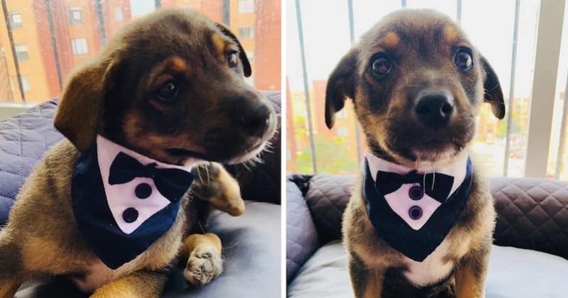  Ces photos montrent un chiot en smoking attendant ses nouveaux propriétaires qui ne sont jamais venus le chercher