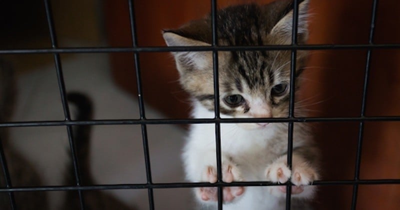 Le chaton qui a été enfermé dans un micro-ondes allumé par deux adolescents a été adopté, la SPA porte plainte
