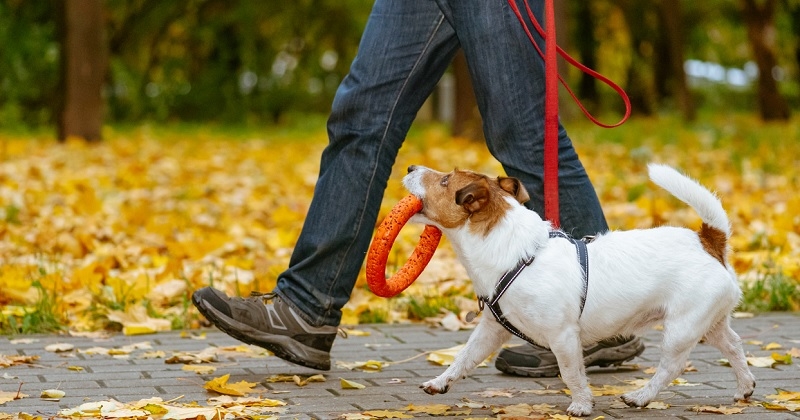 Montréal : un parc canin interdit aux chiens d'aboyer sous peine d'une grosse amende