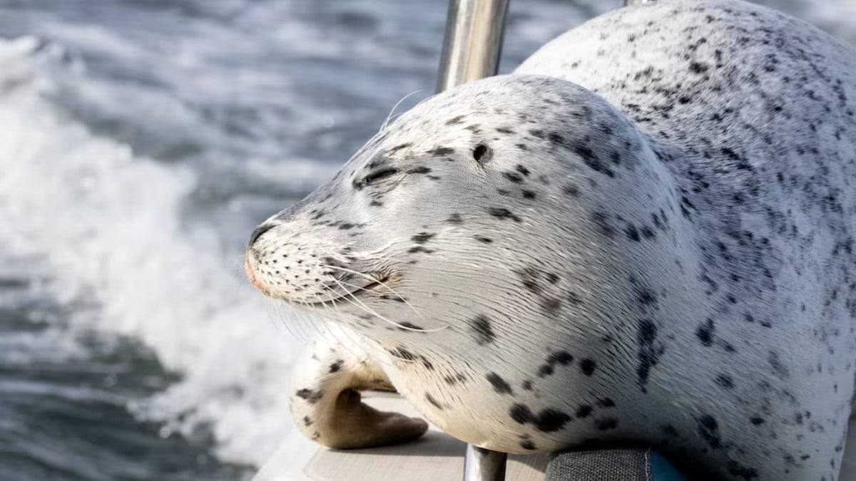 Pourchassé par des orques, un phoque saute sur un bateau pour se mettre à l'abri 
