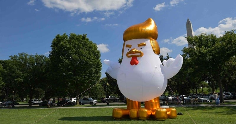 Dans les jardins de la Maison Blanche, un poulet géant avec la même chevelure blonde que Donald Trump s'est installé !