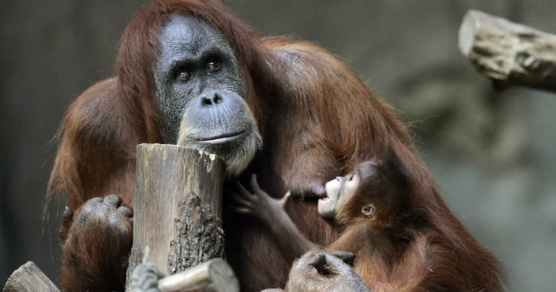 Cette femelle orang-outan apprend enfin à allaiter en regardant une gardienne de zoo allaiter son enfant