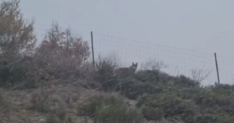 La vidéo d'un loup traversant une autoroute en Lozère rencontre le succès sur internet 