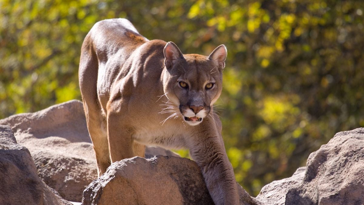 En pleine promenade, il tue un puma pour sauver la vie de son chien