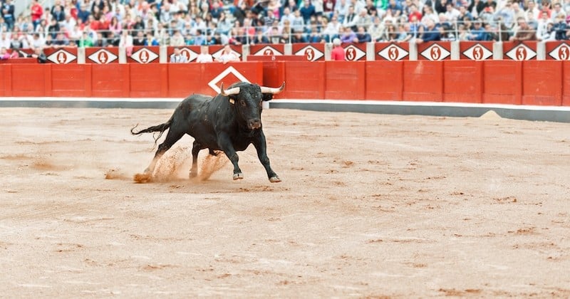 Deux ministres au 1er rang d'une corrida, les défenseurs des animaux indignés