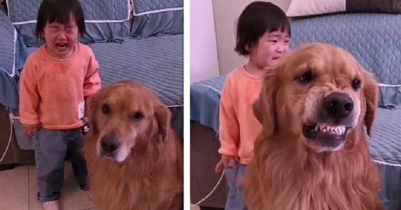 Ce chien protège et réconforte une petite fille qui se fait gronder par sa mère dans une vidéo adorable