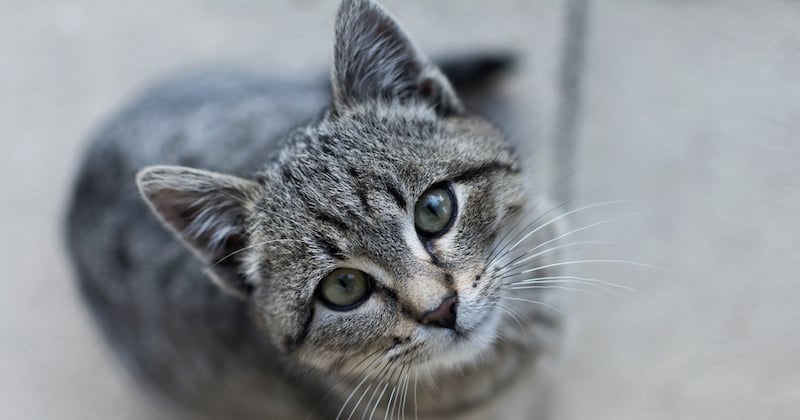 Votre chat est-il vraiment un animal égoïste ? 