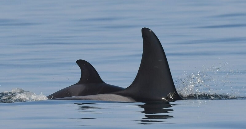 L'orque qui avait pleuré le décès de son bébé il y a 2 ans a de nouveau accouché
