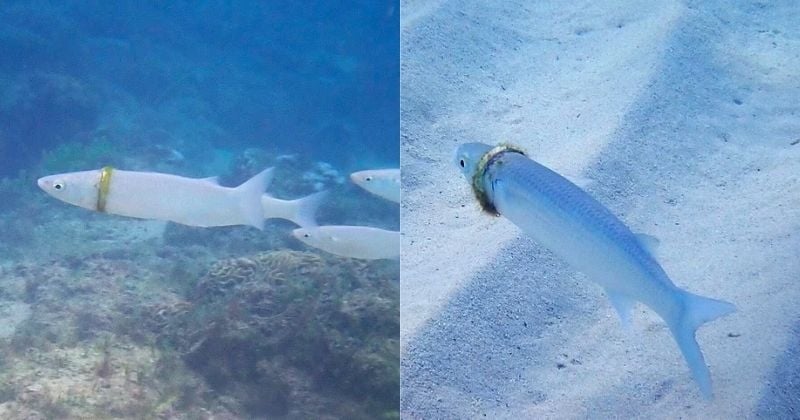 Cet homme a eu la surprise de découvrir qu'une plongeuse avait retrouvé son alliance, enroulée autour d'un poisson