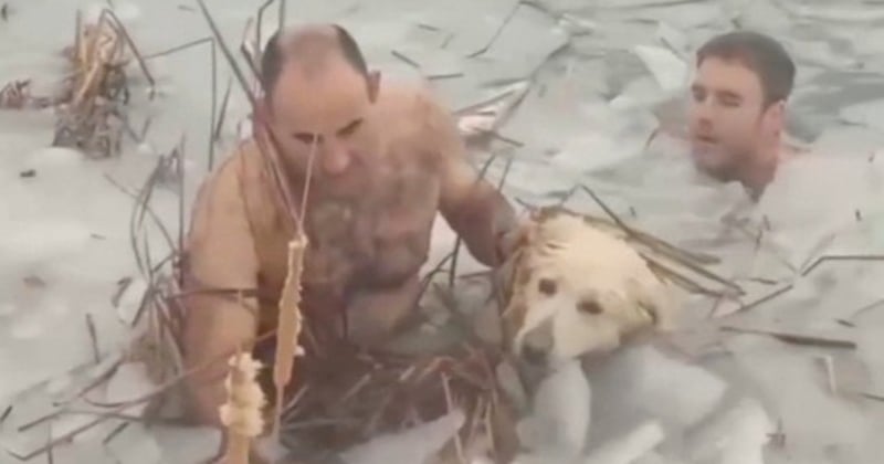 Un chien pris au piège dans un lac gelé a été secouru par deux policiers	