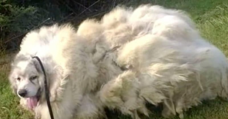 Négligé pendant des années, ce chien porte 16 kilos de poils, il est maintenant méconnaissable !