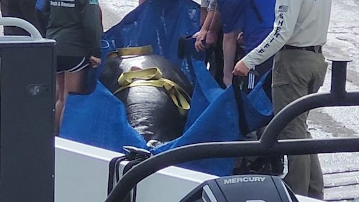 Un lamantin avec un poumon perforé a été secouru dans le canal du jardin d'un couple 