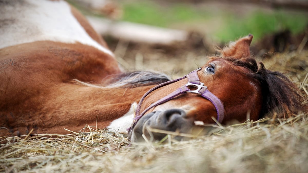 Insolite. Quinze chevaux envahissent la départementale pour lécher le sol  après le salage de la route