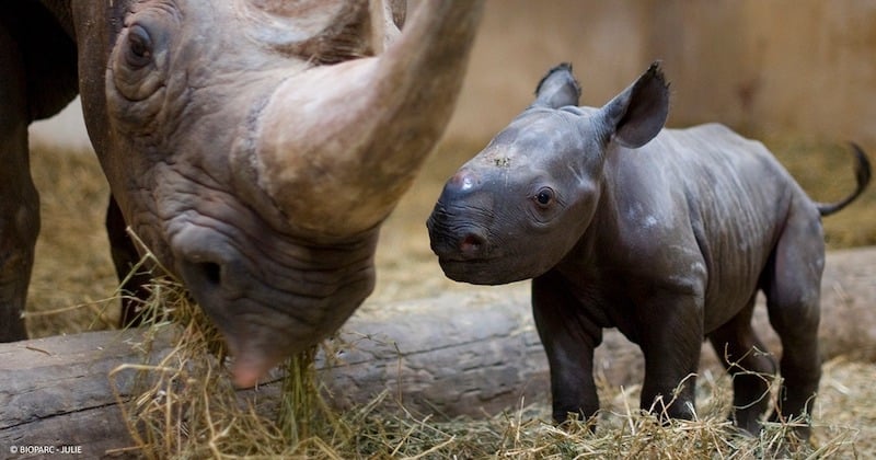 Maine-et-Loire : naissance d'un bébé rhinocéros noir, une espèce en danger critique d'extinction