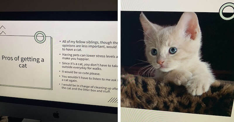  Pour convaincre ses parents de lui offrir un chat, cette jeune fille a créé une présentation Powerpoint