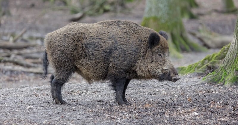 Les chasseurs pourront bientôt traquer et tuer les sangliers 10 mois dans l'année