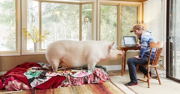 Sans faire exprès, il a acheté un cochon géant... Et s'est retrouvé avec un animal de plus de 300 kilos dans son salon ! Une folle aventure...