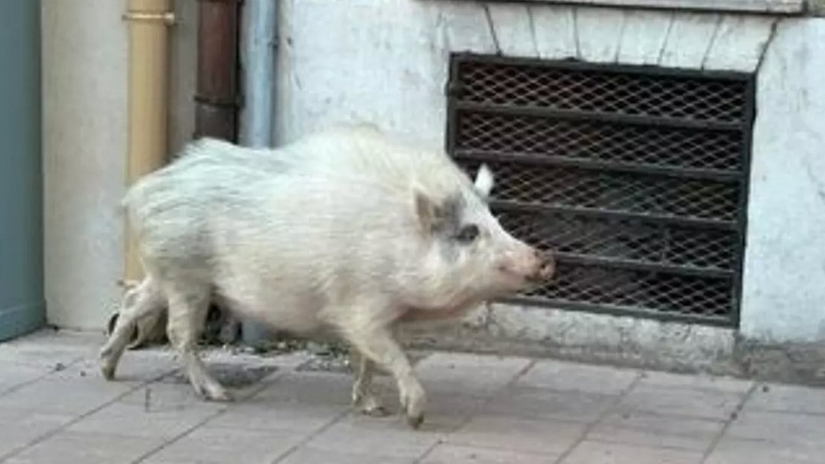 Elle tombe nez à nez avec un sanglier au pelage blanc et immortalise cette rencontre rarissime 