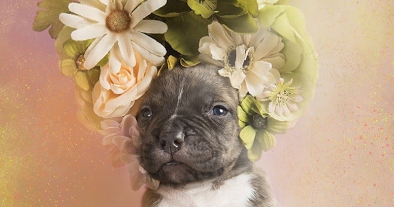 Cette photographe réalise des portraits de pit bulls avec des couronnes de fleurs pour faciliter leur adoption	
