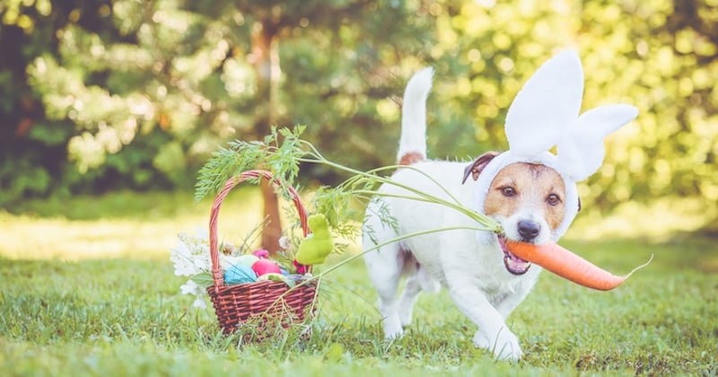 25 images drôles pour de joyeuses Pâques avec humour