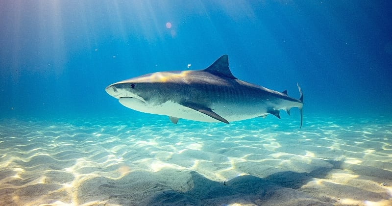 Requin : 7 choses à savoir sur le roi des océans