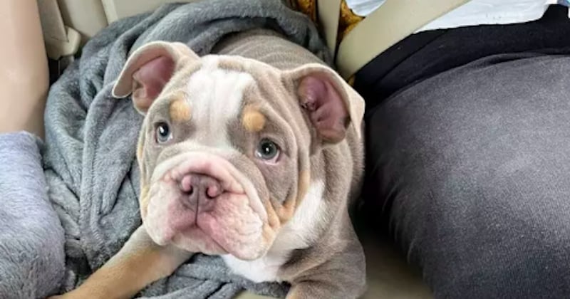 Un chiot sauve la vie de son maître endormi en machouillant son orteil jusqu'à l'os