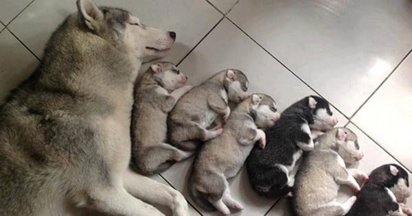 L'amour maternel est inébranlable... Ces adorables chiennes avec leurs bébés le montrent à merveille