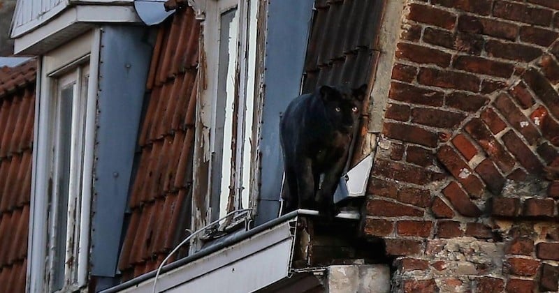 La panthère noire d'Armentières volée cette nuit au zoo de Maubeuge