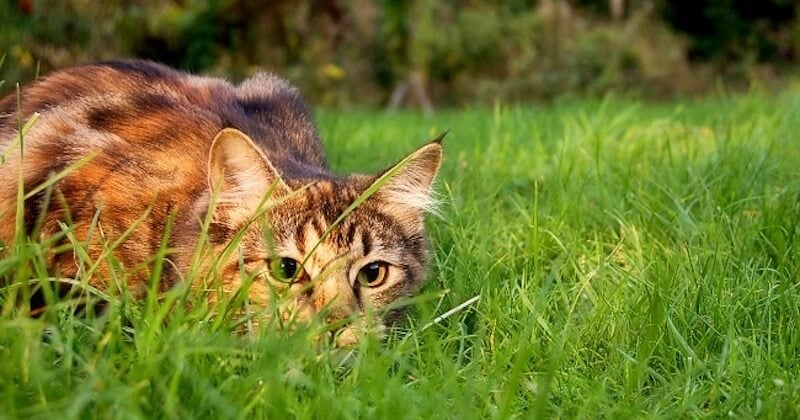 Piégeage des chats : le président des chasseurs regrette et s'explique sur ses propos