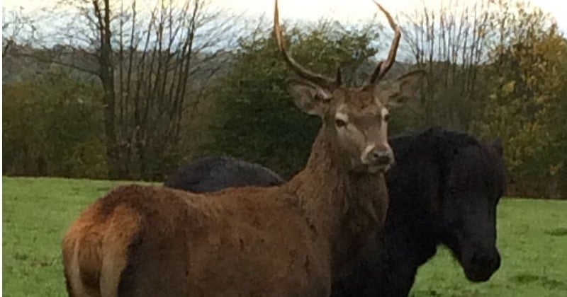 Jugé dangereux parce qu'il recherchait la compagnie des hommes et des animaux domestiques, un cerf a été abattu par des gardes-chasses