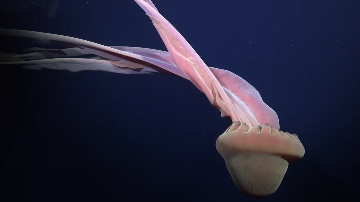 Capture d'écran montrant la méduse fantôme géante 