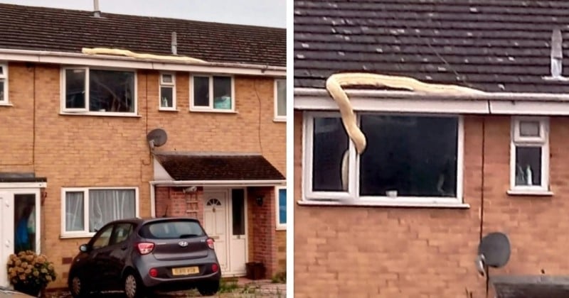 Angleterre : un immense python de 5 mètres de long rampe sur les toits et tente de rentrer dans une maison
