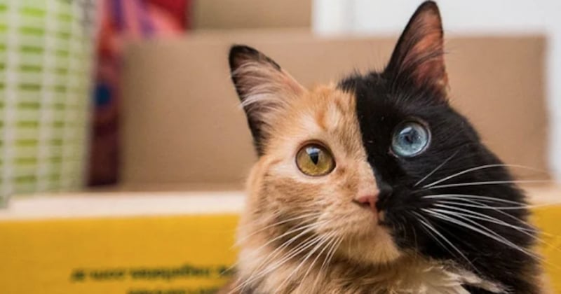 Voici Quimera, le chat « double face »  qui fait fondre le coeur des internautes