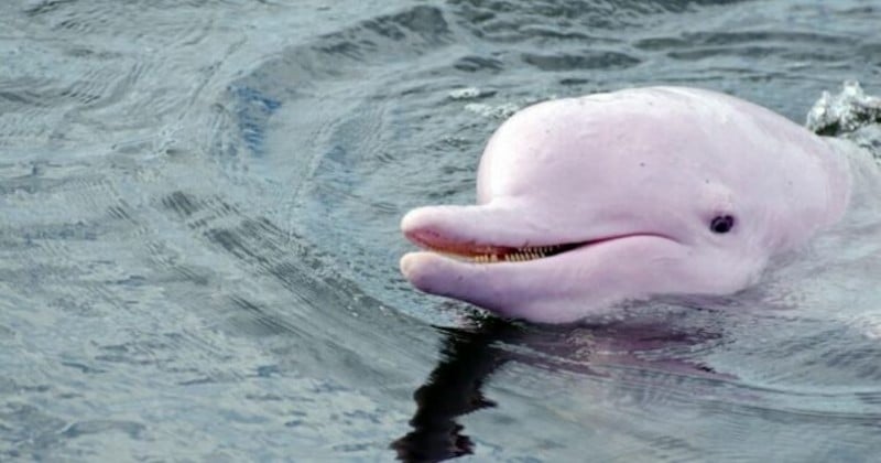 Grâce au confinement, les dauphins blancs sont de retour à Hong Kong