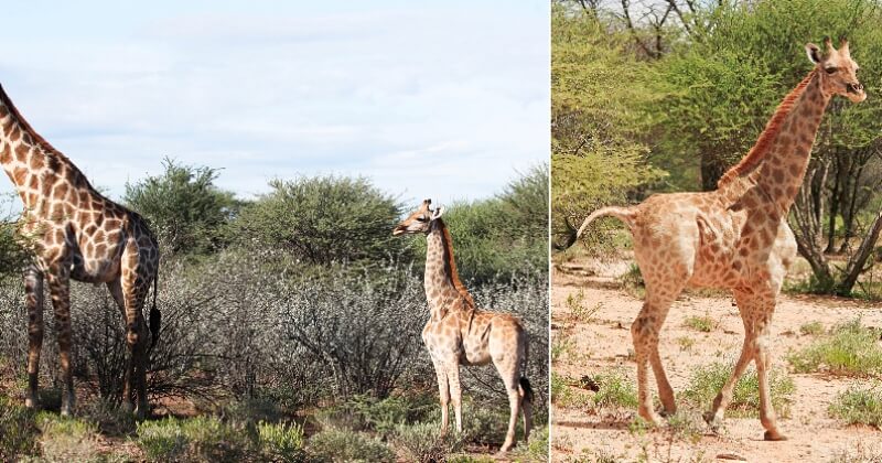 En Ouganda, cette girafe naine très rare nommée Gimli fascine les scientifiques