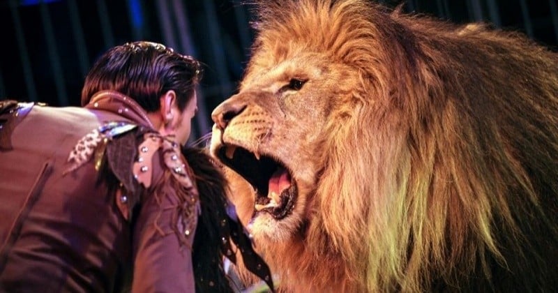 Au Royaume-Uni, les cirques seront bientôt interdits de proposer des représentations d'animaux sauvages