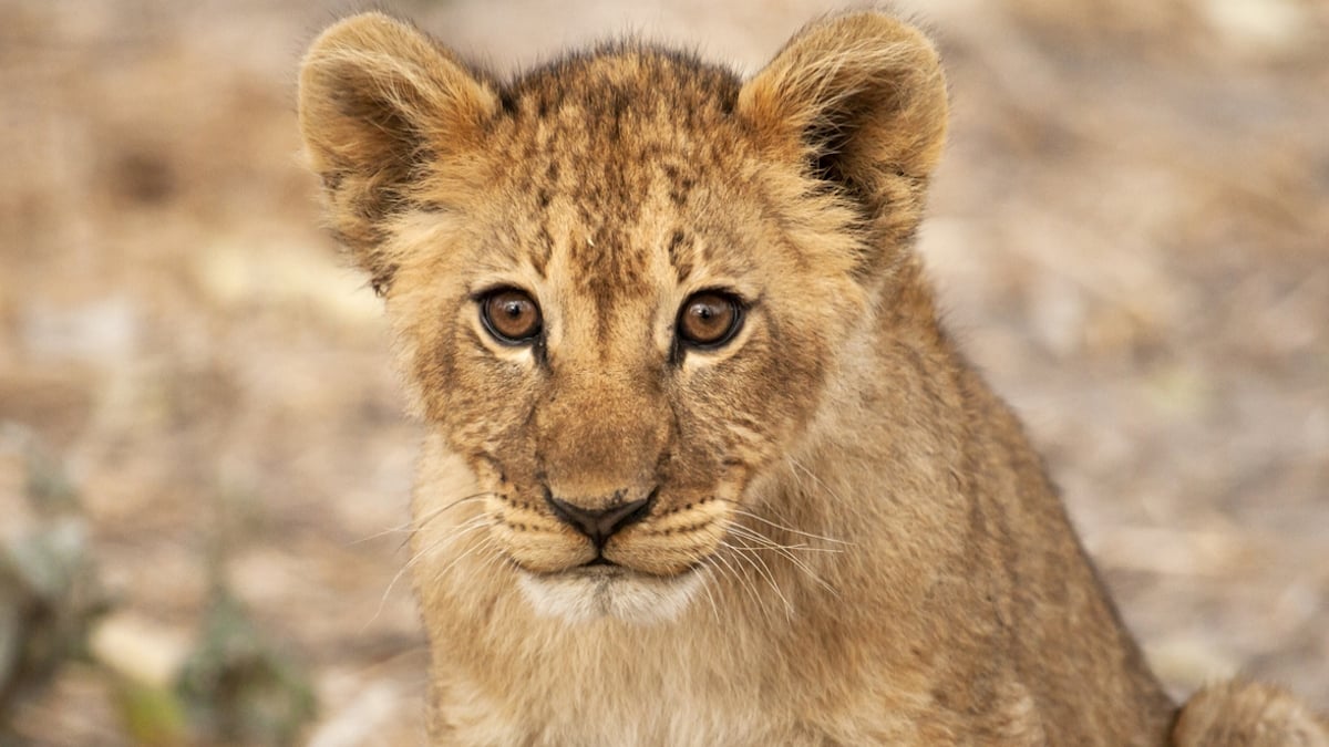  Liban : une association sauve un lionceau qui était exploité pour prendre des photos avec des touristes 