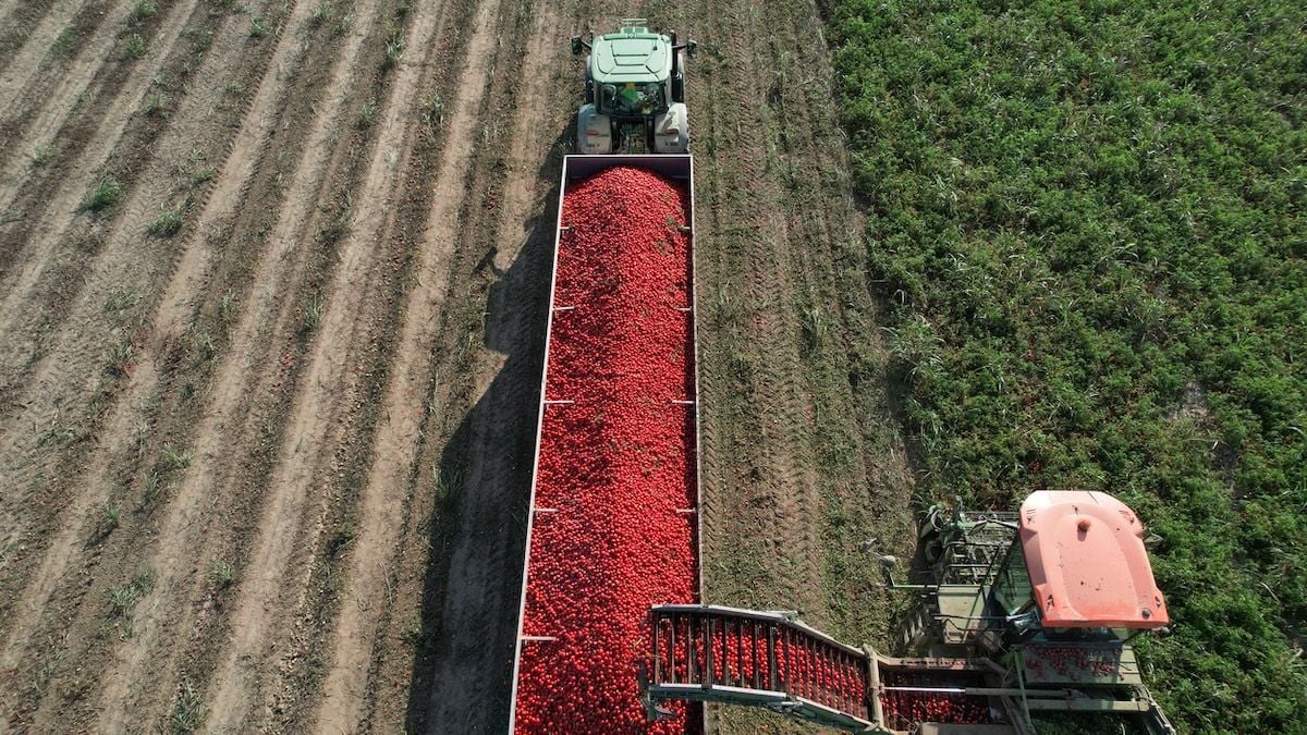 De la récolte à l'assiette : les coulisses savoureuses de vos plats préférés qui sentent bon le soleil