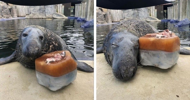 Ce phoque a reçu un gâteau géant de poissons glacés pour son anniversaire