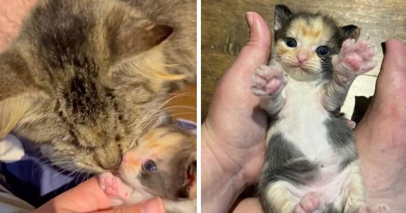 Cette chatte errante aveugle conduit un passant à l'endroit où se trouvent ses chatons et les sauve 