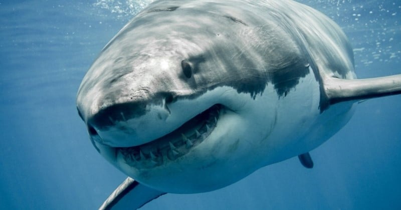 Ils croisent un grand requin blanc dans la Méditerranée, la vidéo est impressionnante